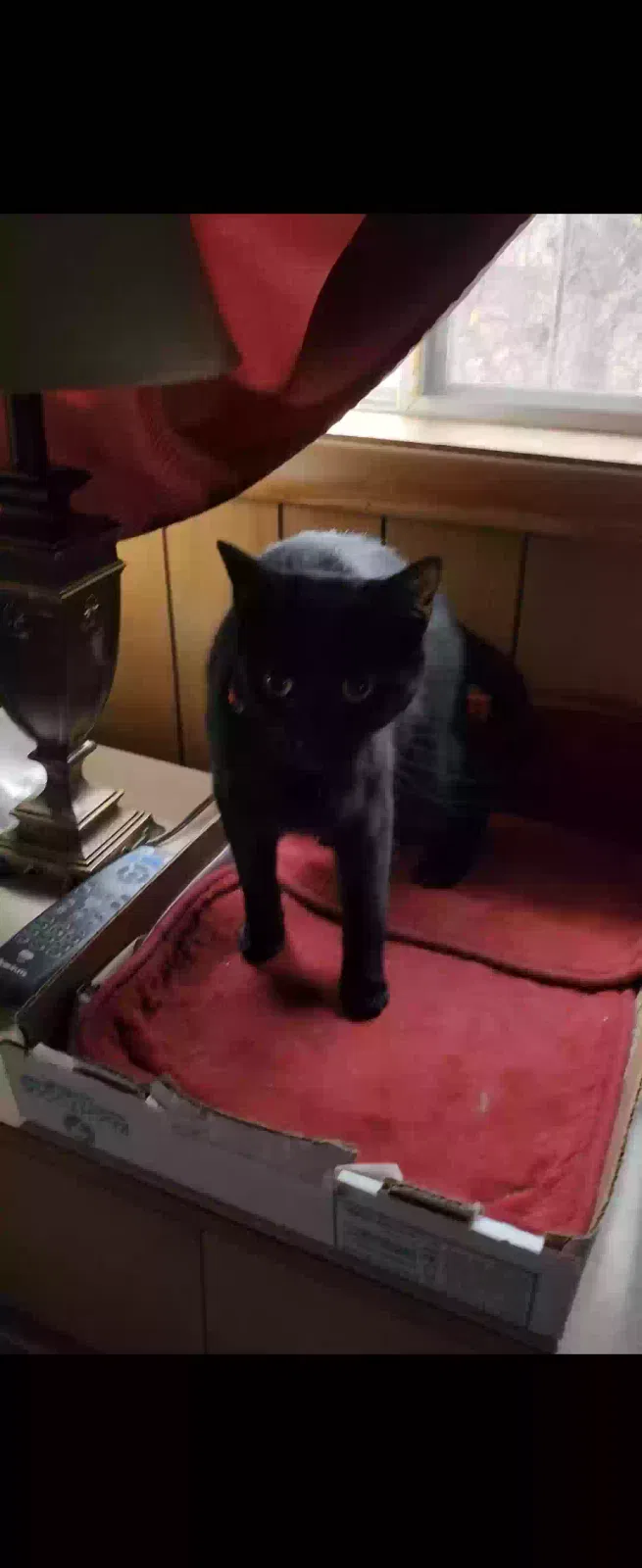 Lost cat in Massillon, OH, 44646