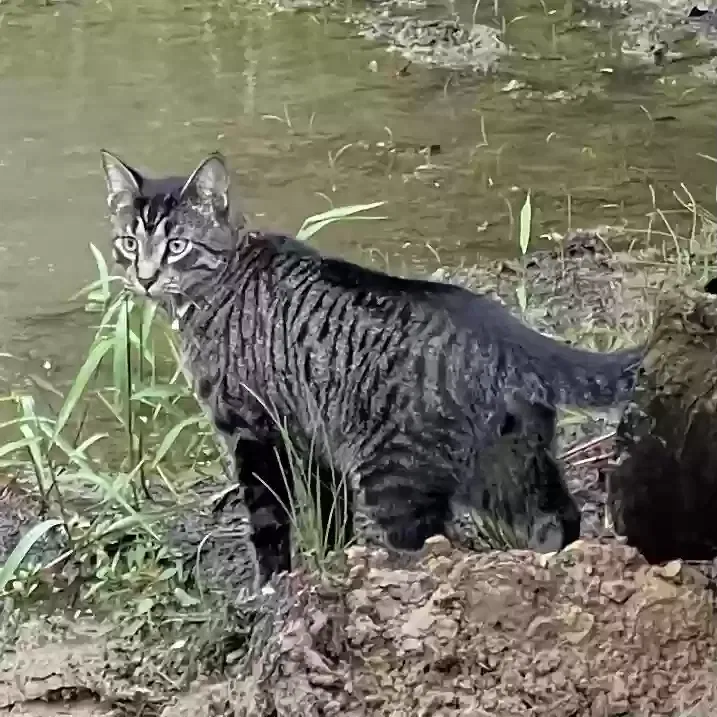 Lost cat in Greensboro, NC, 27408