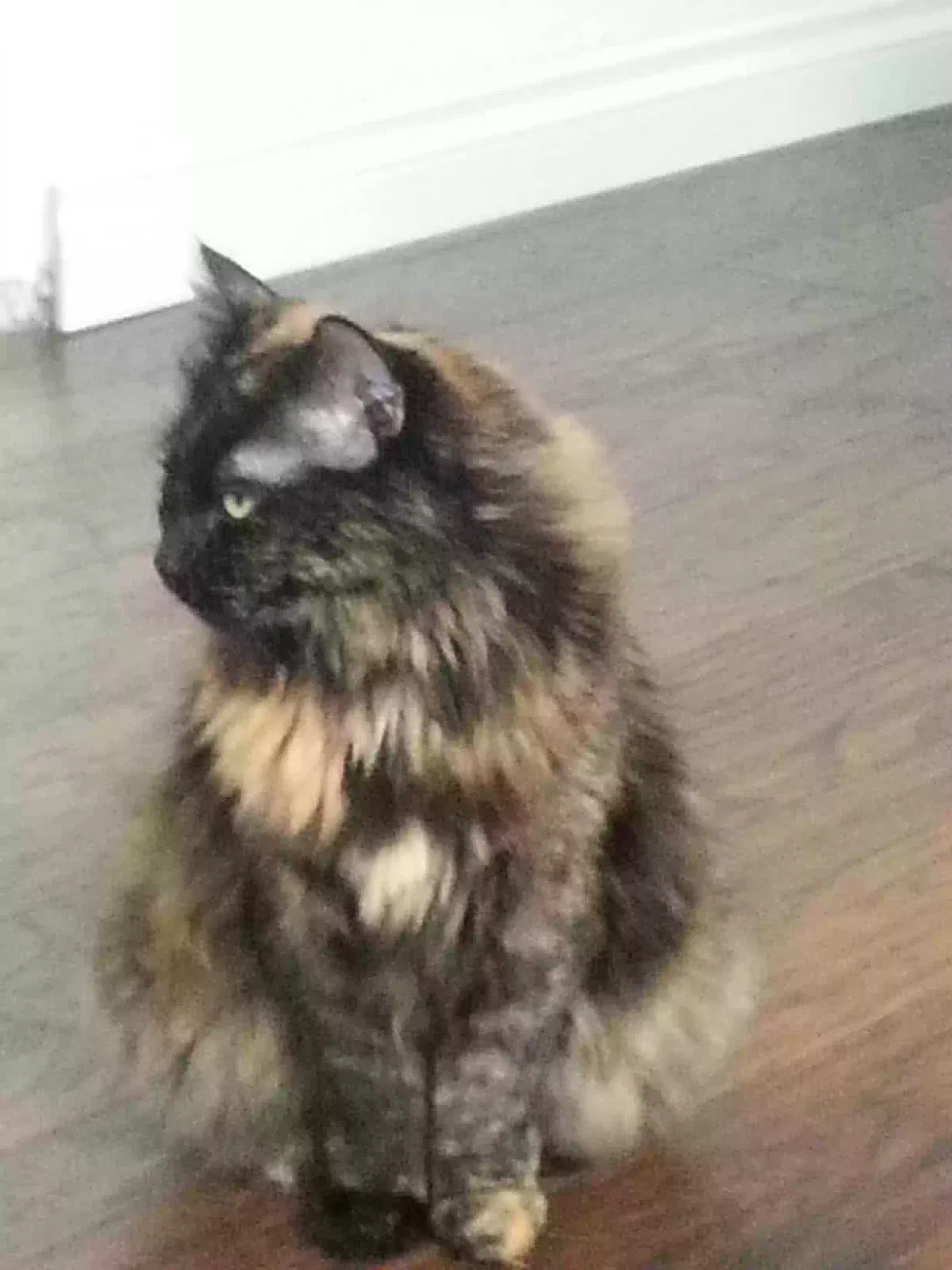 Lost cat in Fontana, CA, 92336