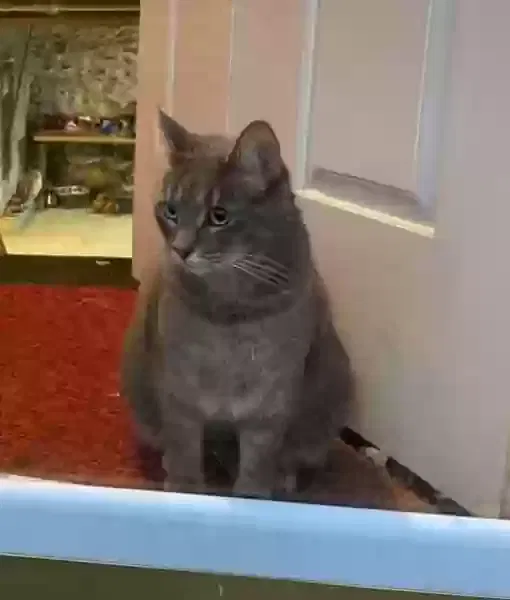 Lost cat in West Boylston, MA, 1583