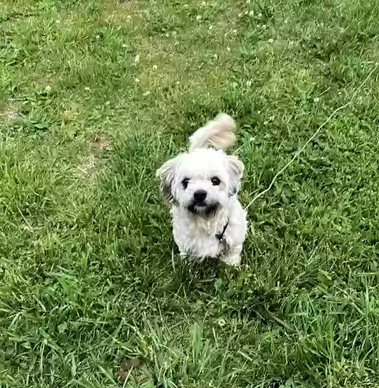 Lost dog in Winston Salem, NC, 27105