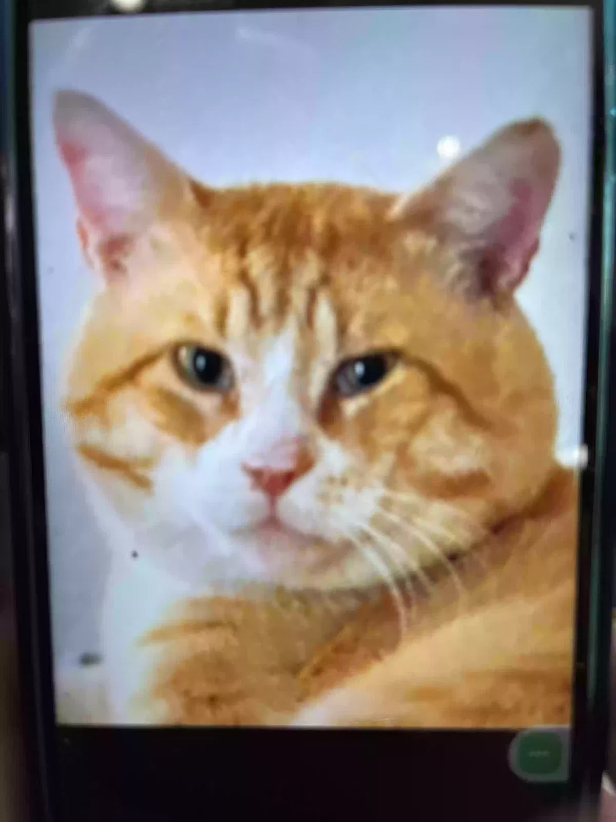 Lost cat in Needles, CA, 92363