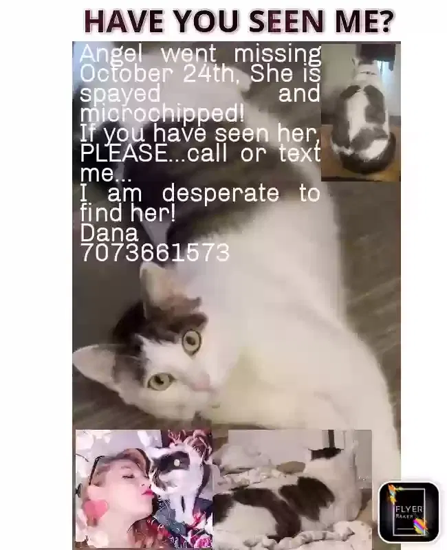 Lost cat in Fairfield, CA, 94533