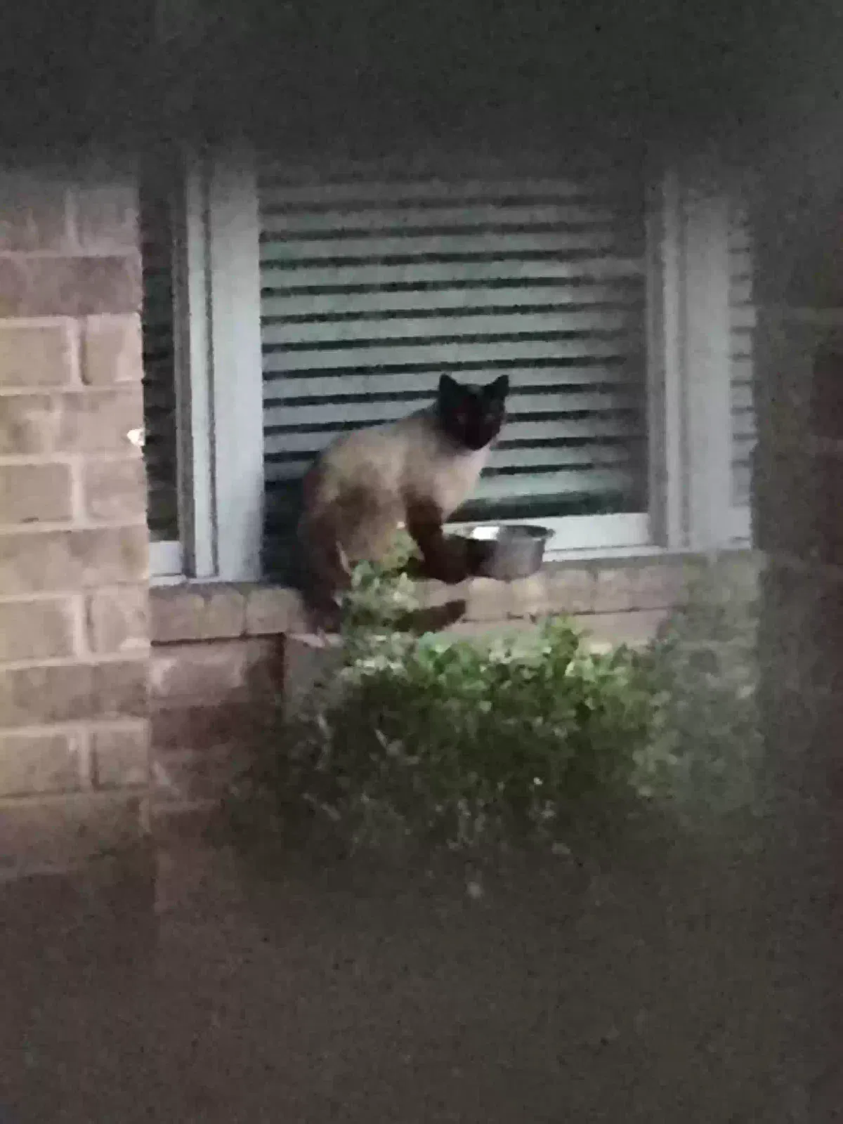 Lost cat in Somerville, TX, 77879