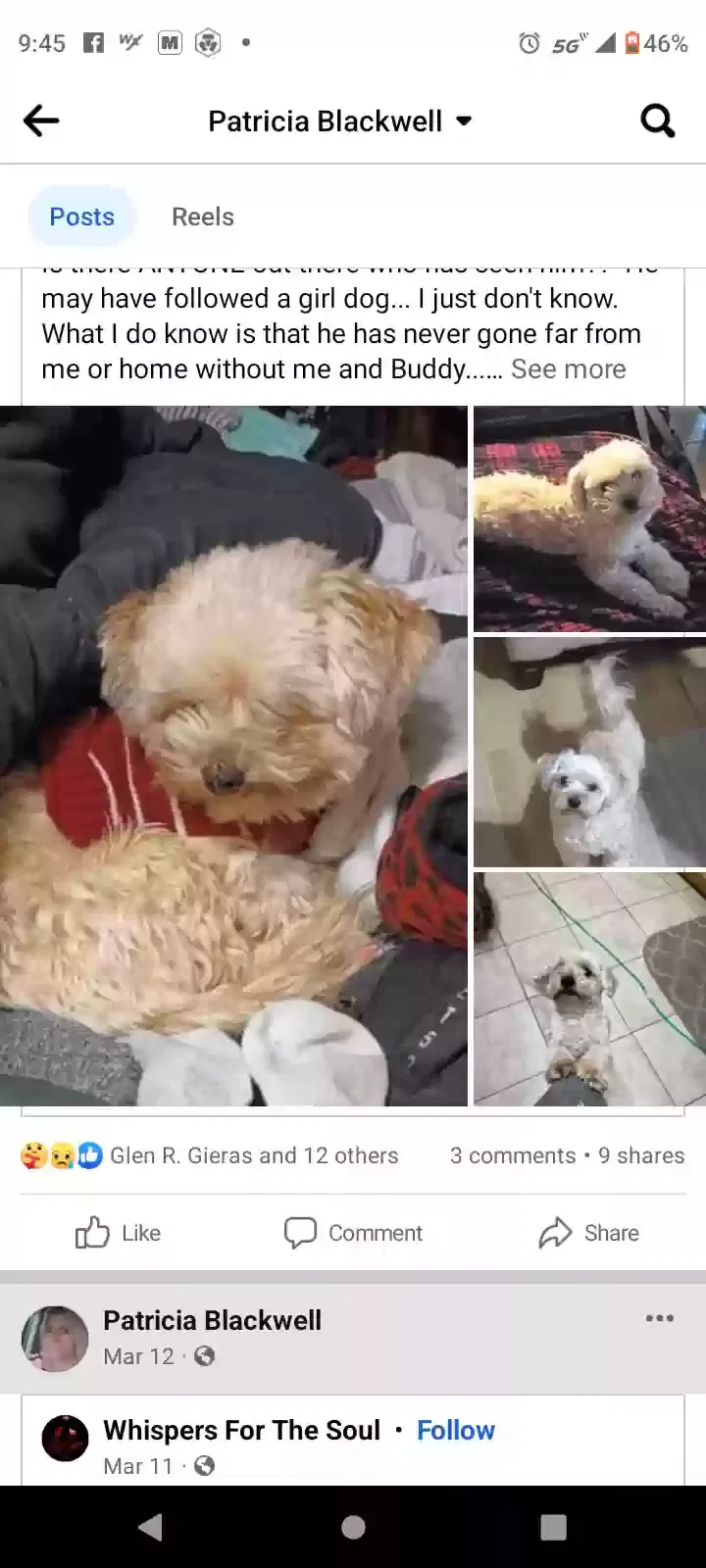 Lost dog in Tecumseh, MO, 65760