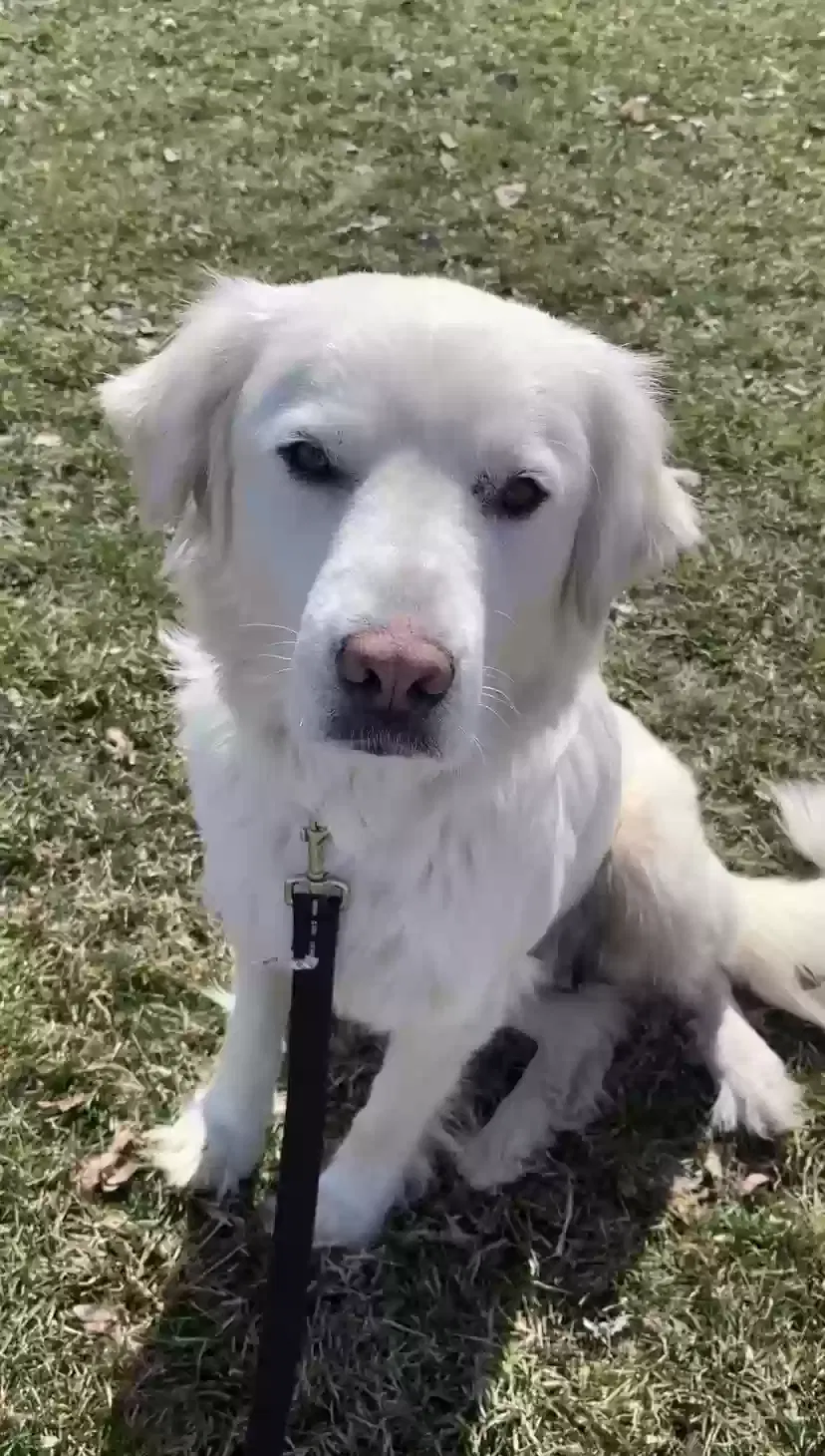 Lost dog in West Jordan, UT, 84088