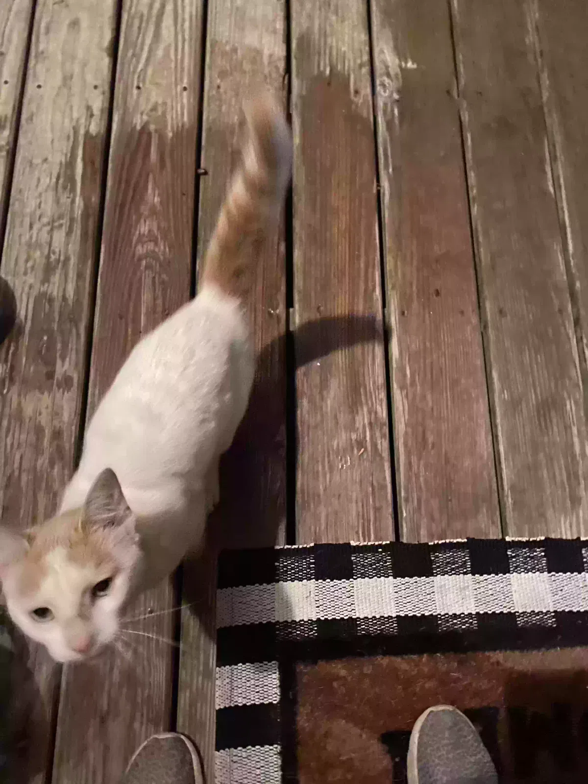 Found cat in Gloster, LA, 71030