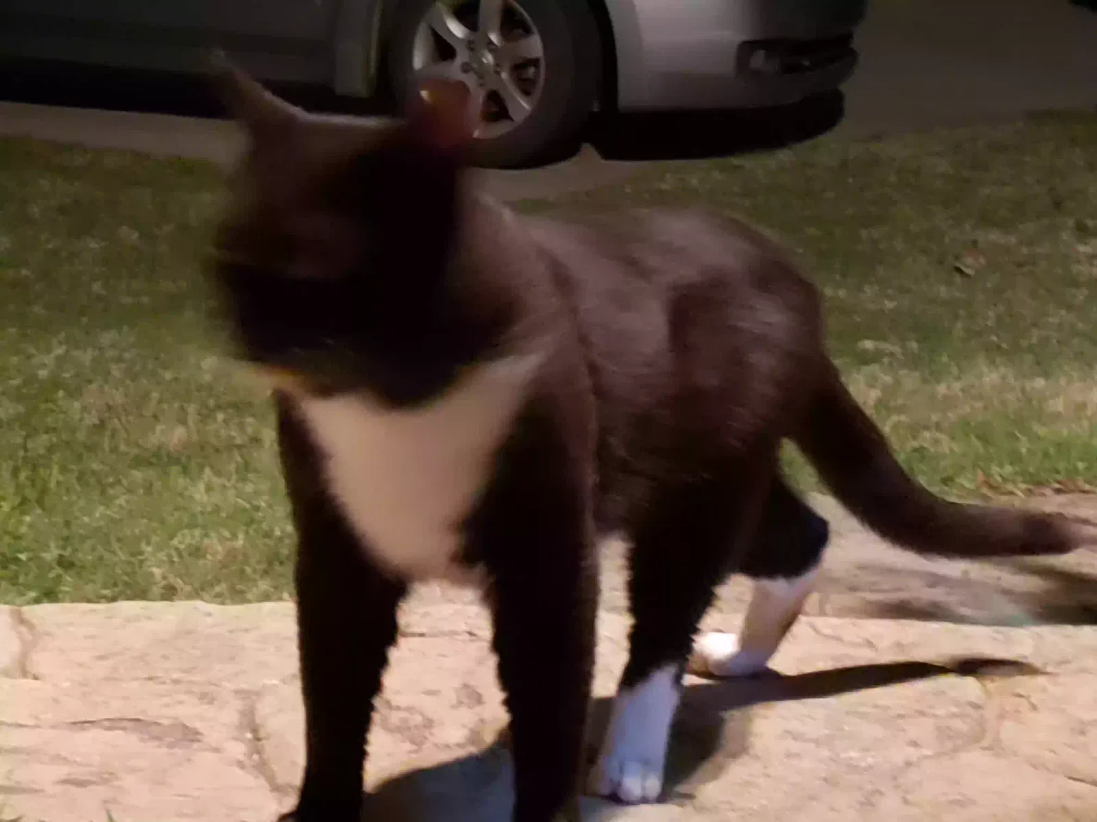 Found cat in Greenwood, SC, 29649
