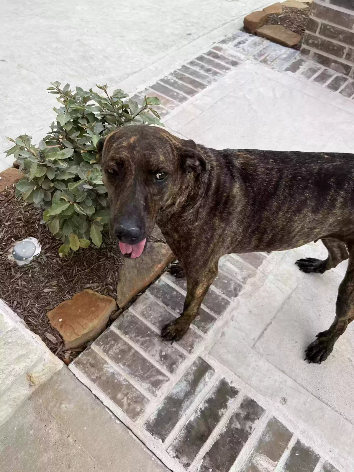 Found dog in Cypress, TX, 77433