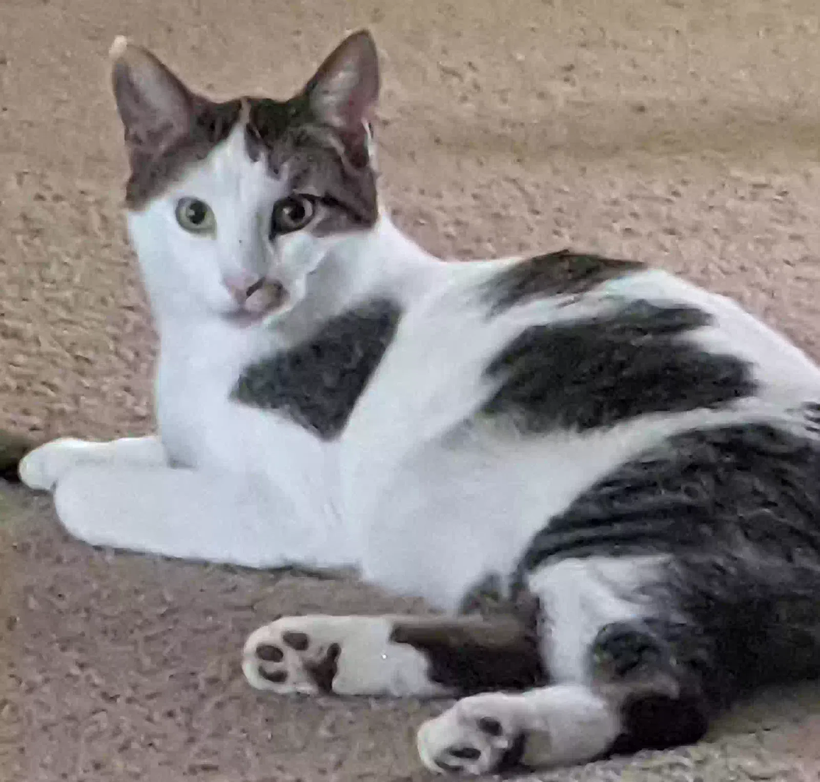 Lost cat in San Marcos, TX, 78666