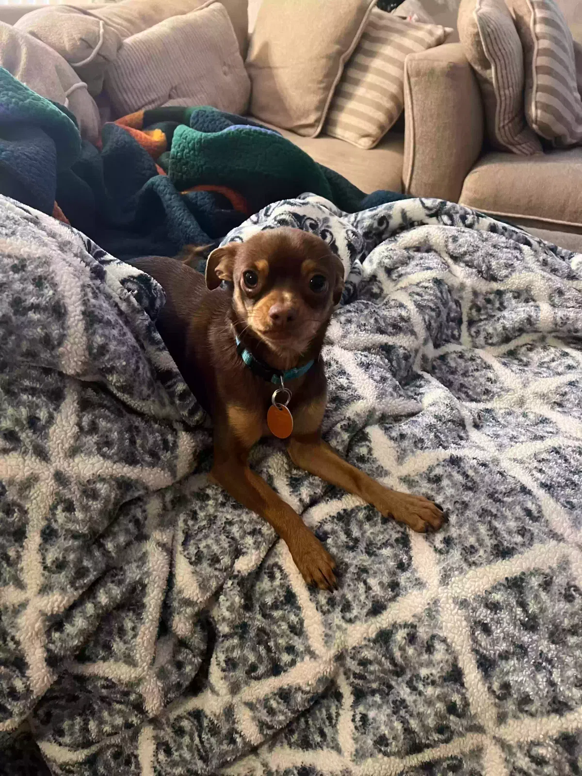 Lost dog in Fontana, CA, 92336