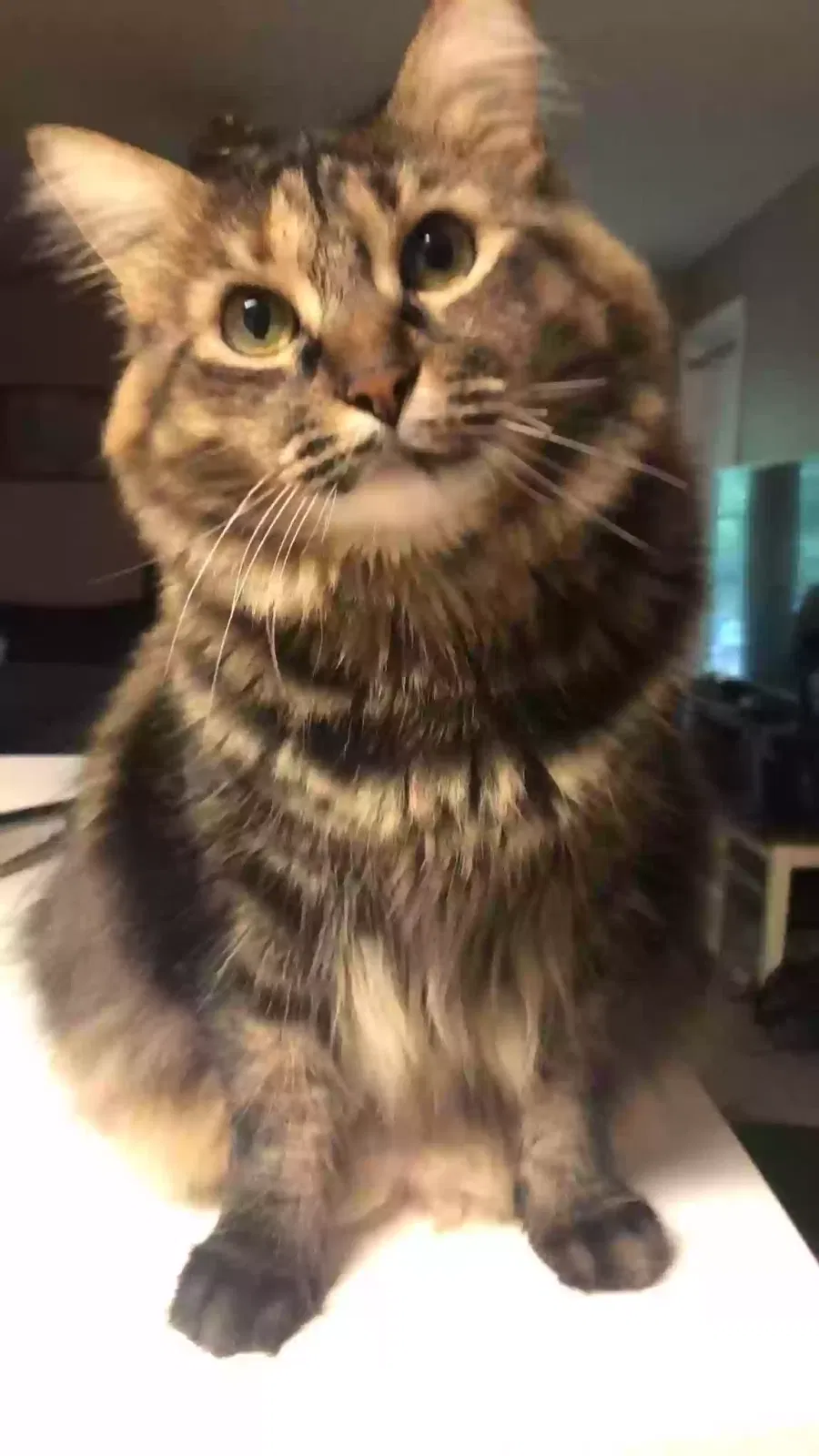 Lost cat in Fairhope, AL, 36532