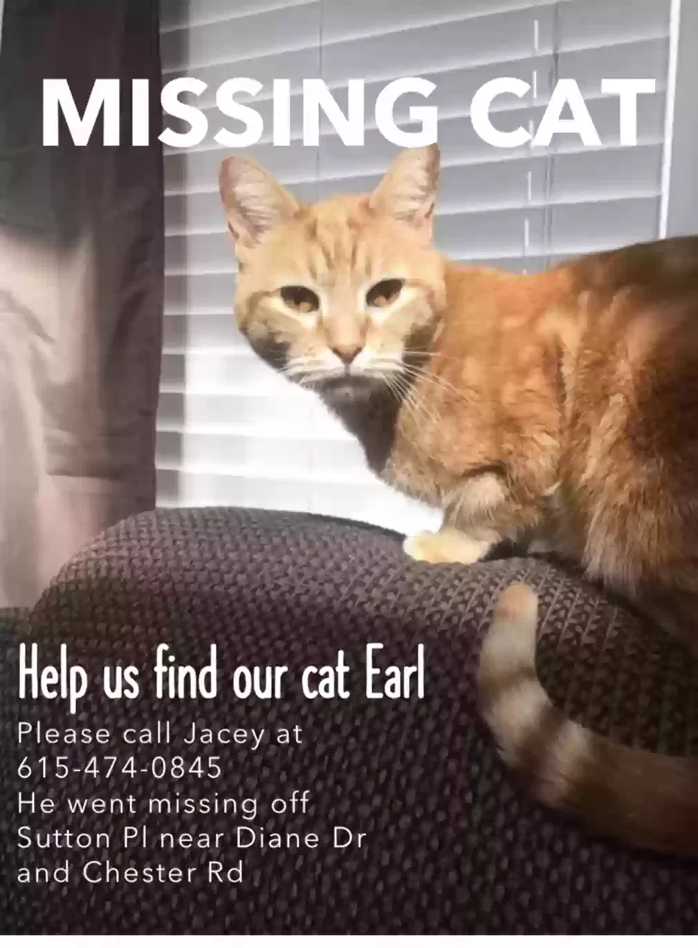 Lost cat in Fairview, TN, 37062