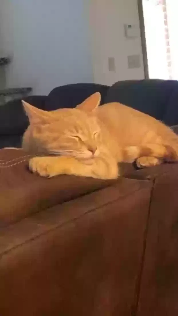 Lost cat in Harrah, OK, 73045