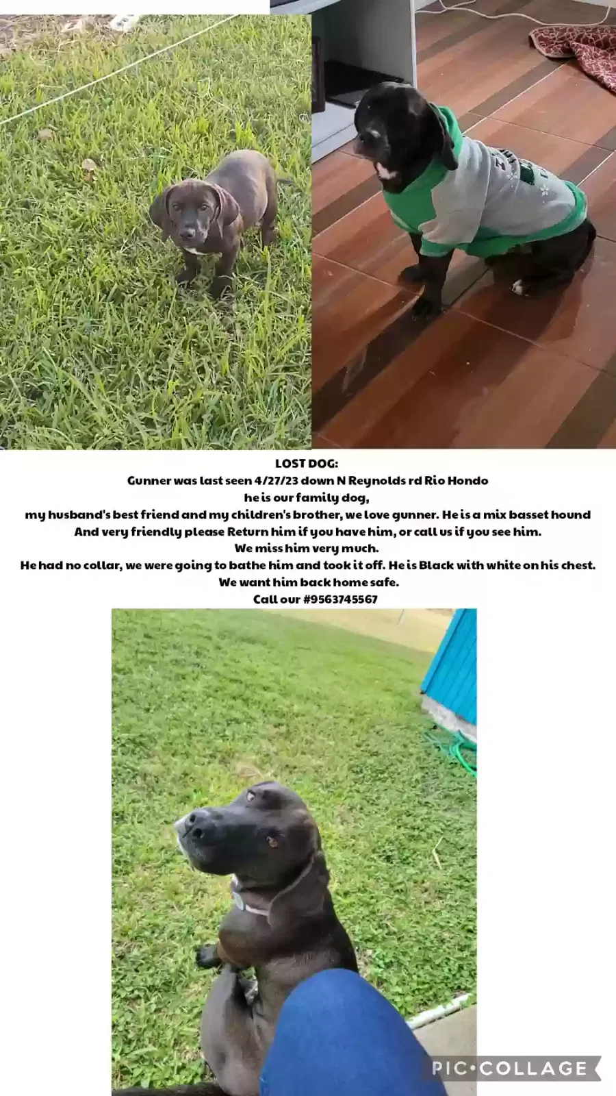 Lost dog in Rio Hondo, TX, 78583