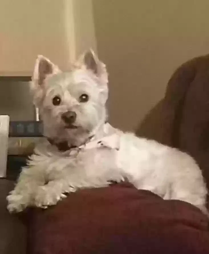 Lost dog in Northridge, CA, 91324