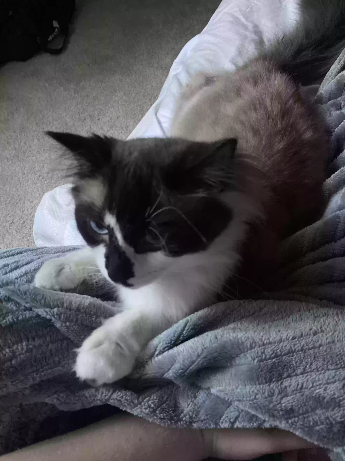 Lost cat in Kirkland, WA, 98033