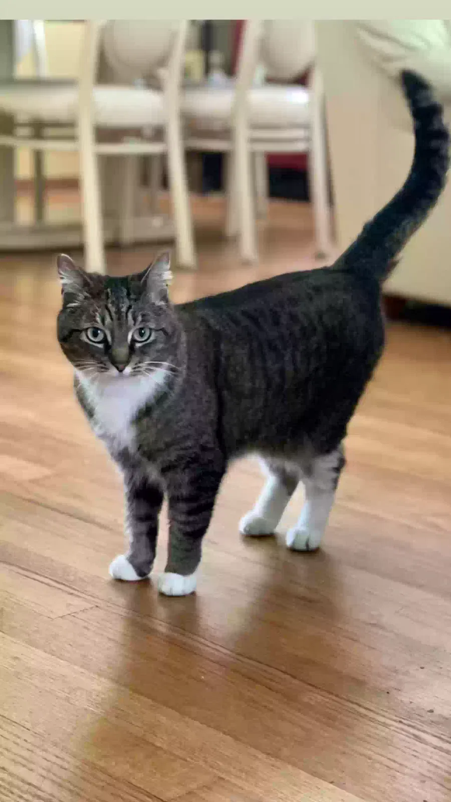 Lost cat in Seattle, WA, 98199