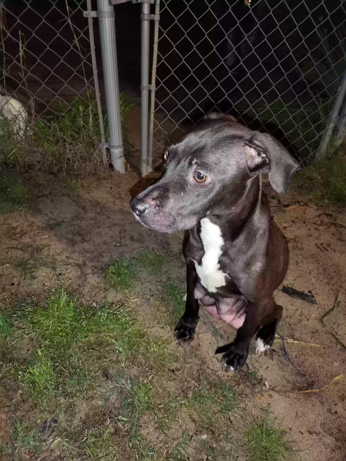 Found dog in Linden, NC, 28356