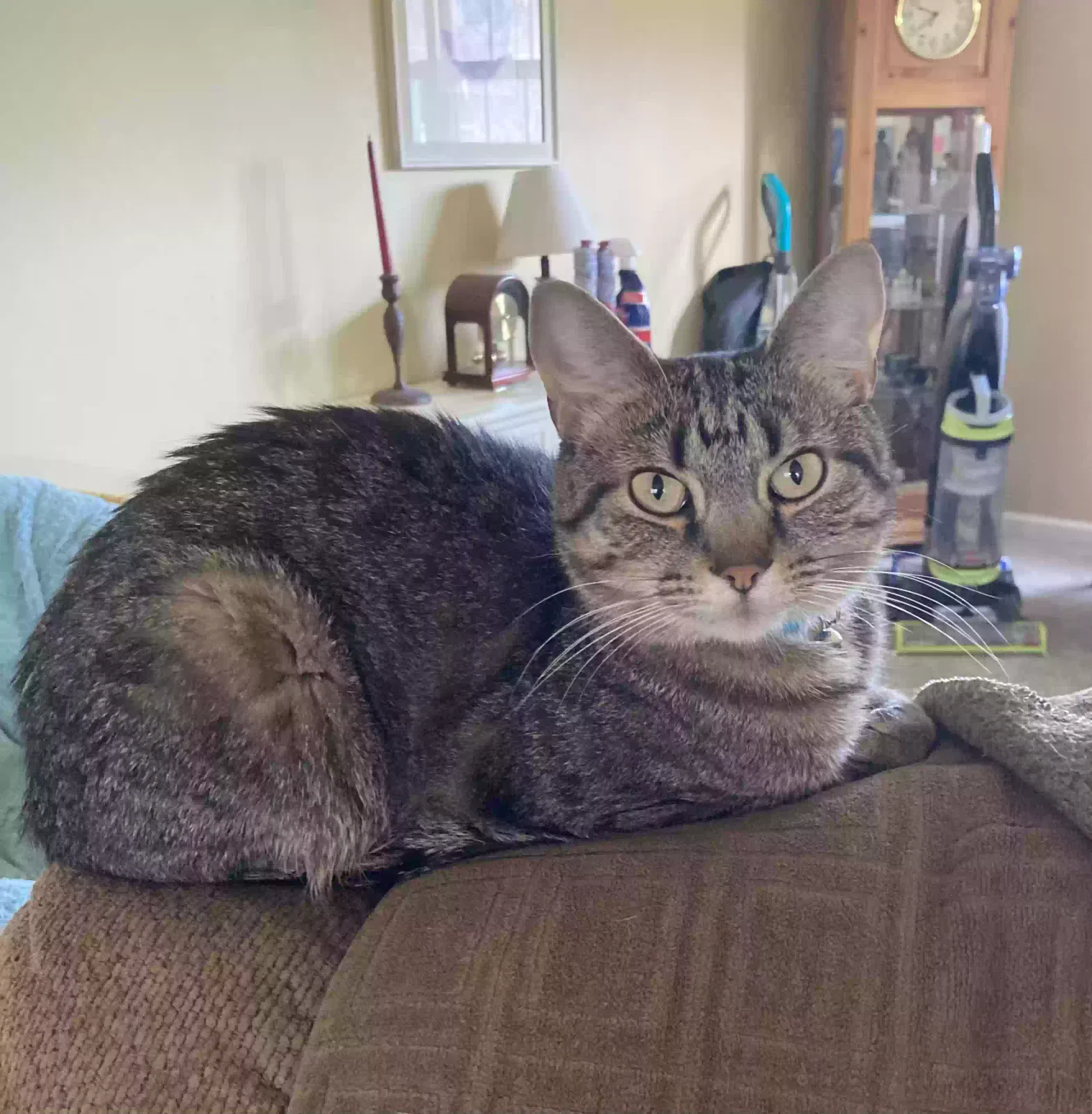 Lost cat in Cranberry Twp, PA, 16066