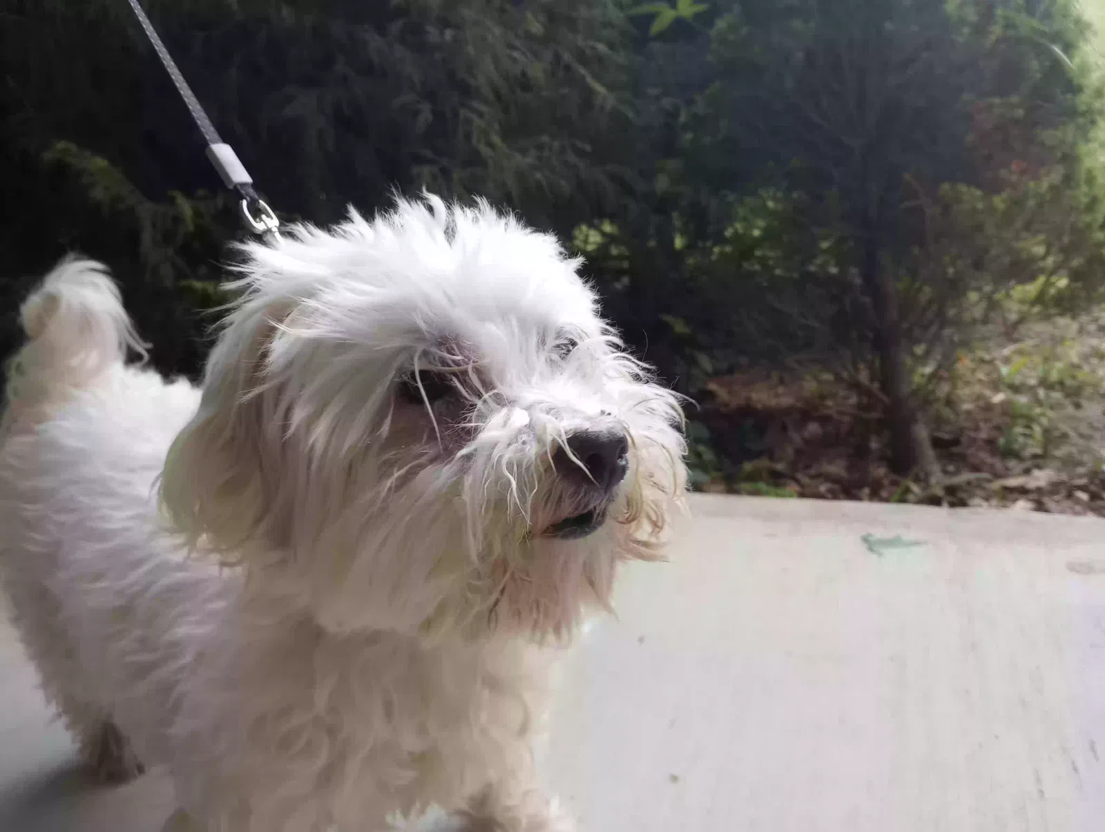 Found dog in Mableton, GA, 30126