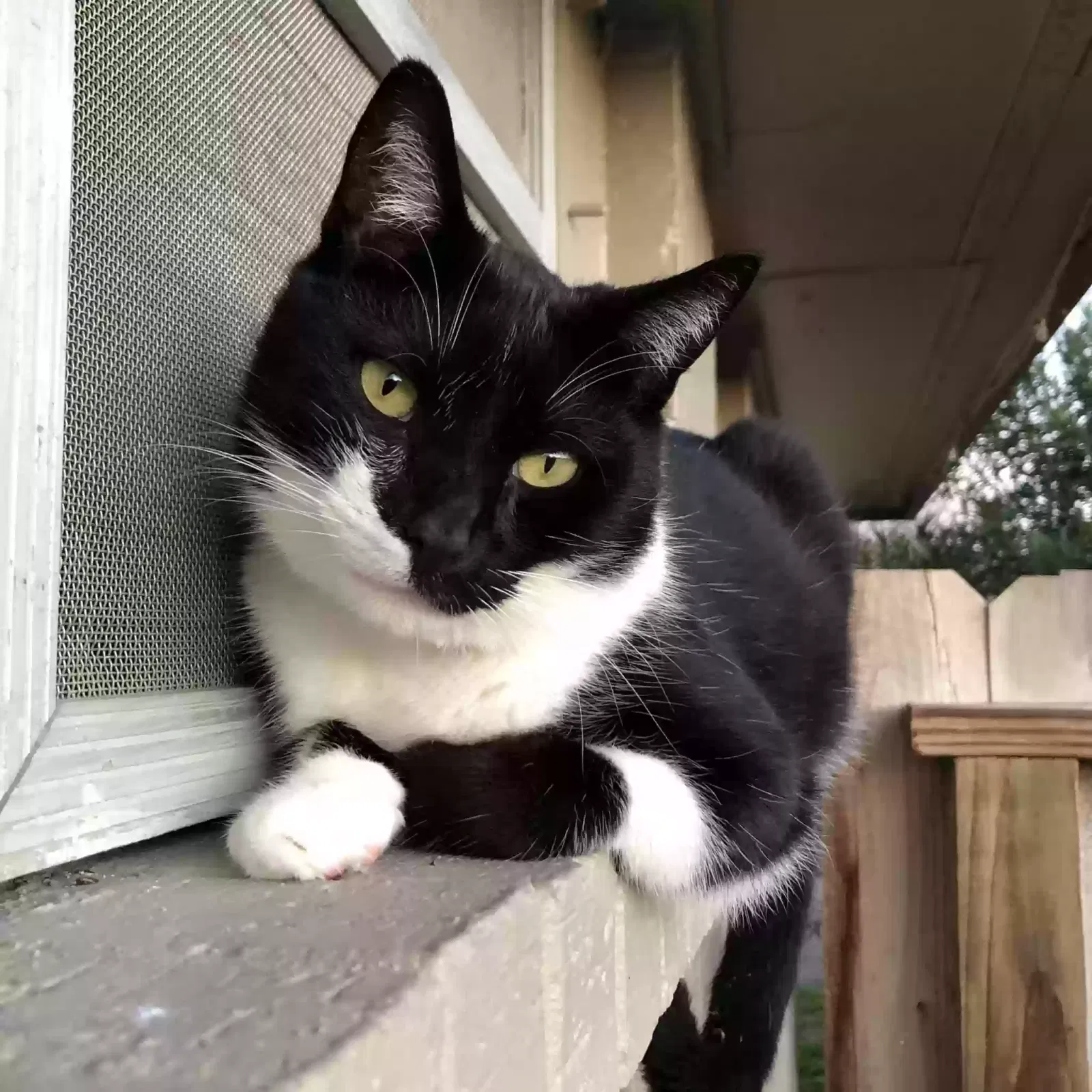 Lost cat in Corpus Christi, TX, 78415