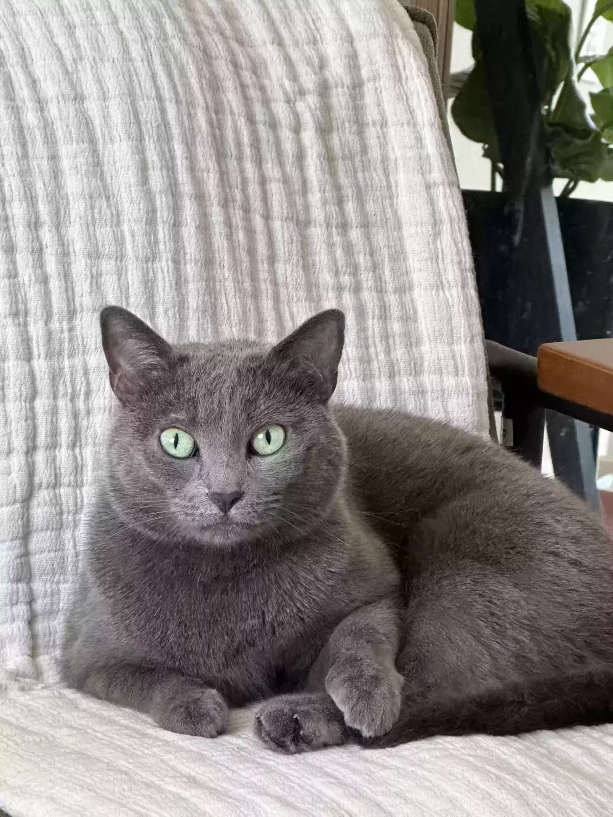 Lost cat in Marietta, GA, 30008