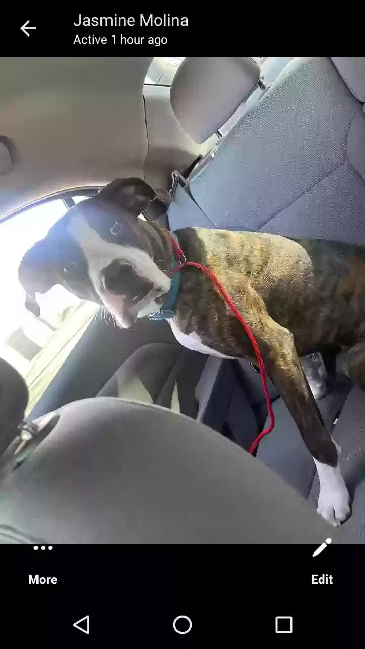 Lost dog in Wichita, KS, 67216
