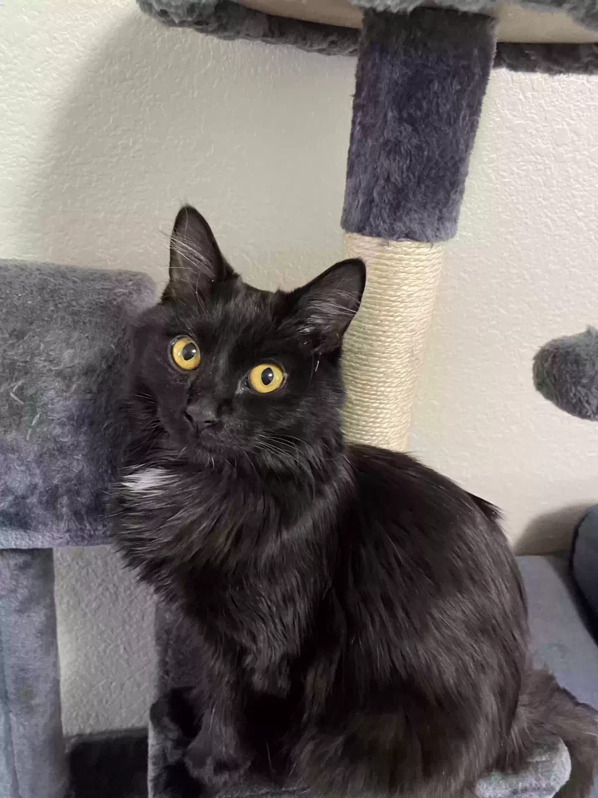 Lost cat in El Paso, TX, 79924