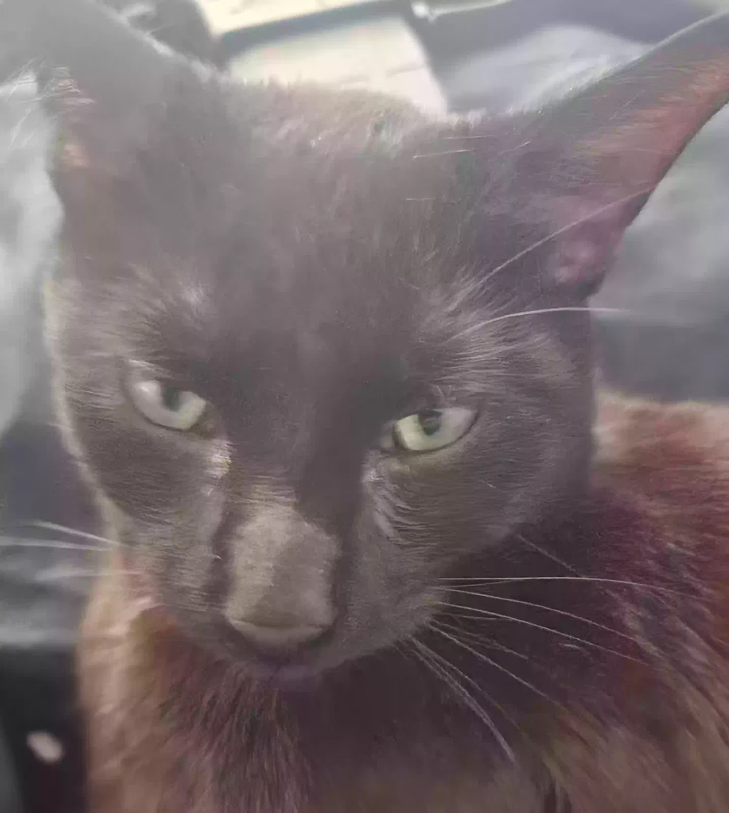 Lost cat in Minneapolis, MN, 55412