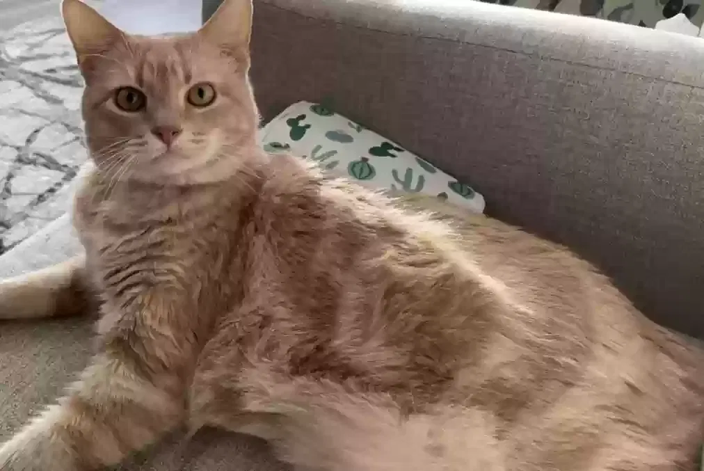 Lost cat in Forney, TX, 75126