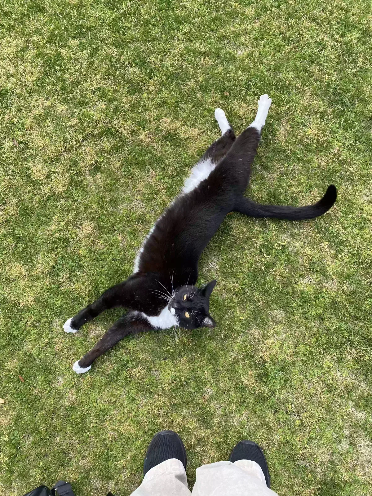 Lost cat in Bakersfield, CA, 93312