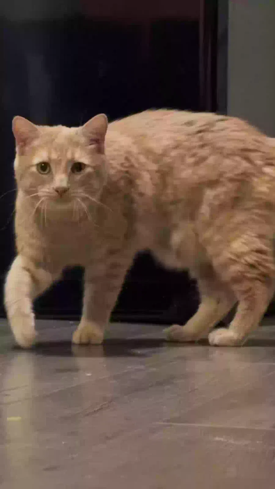 Lost cat in Lake Orion, MI, 48362