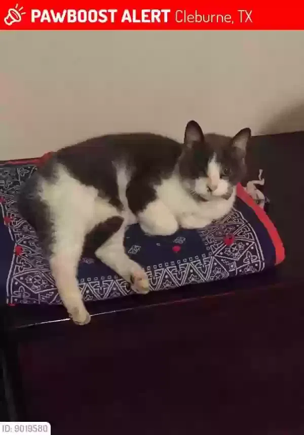 Lost cat in Cleburne, TX, 76033