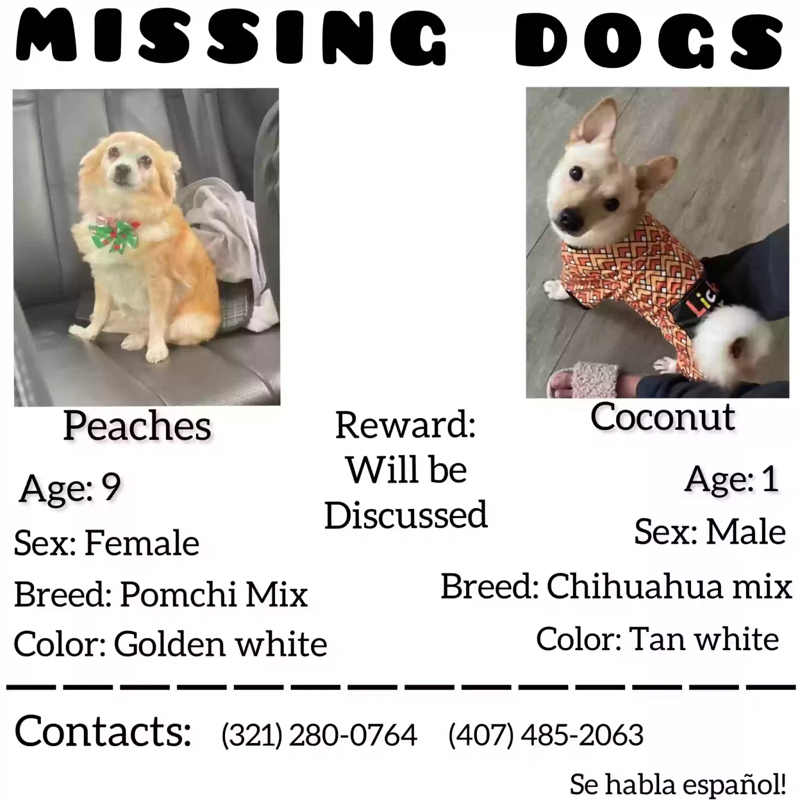 Lost dog in Kissimmee, FL, 34746