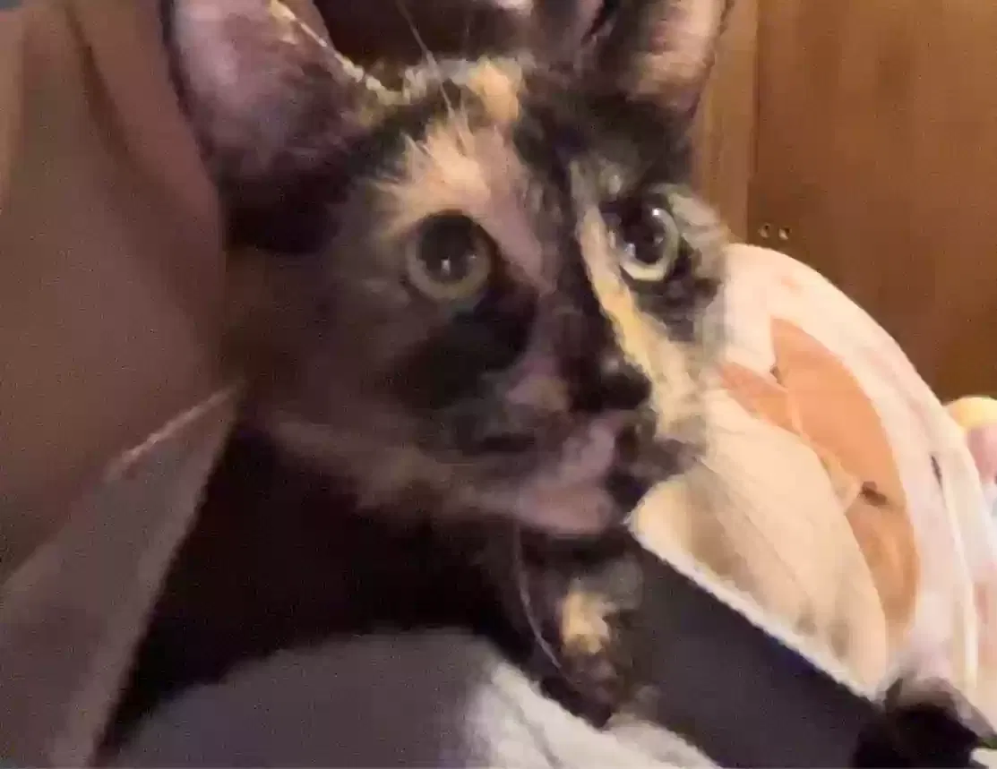 Lost cat in Fayetteville, NC, 28306
