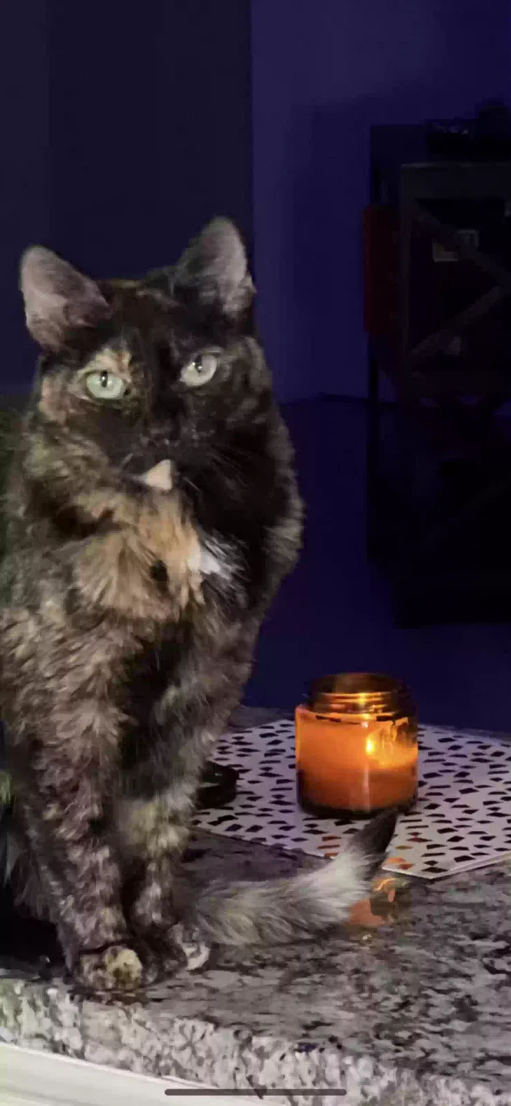 Lost cat in Laguna Niguel, CA, 92677