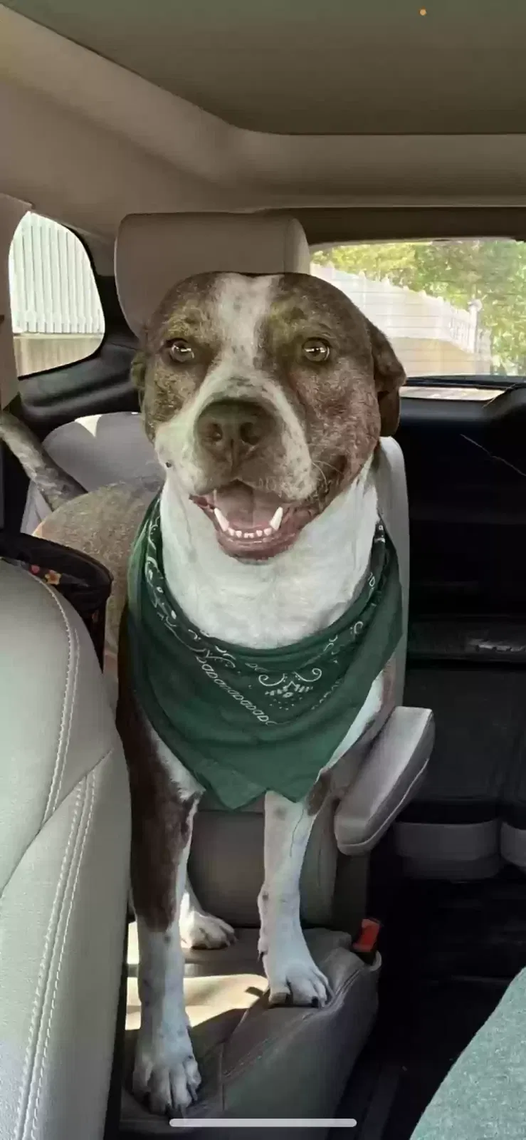 Lost dog in Abilene, TX, 79605
