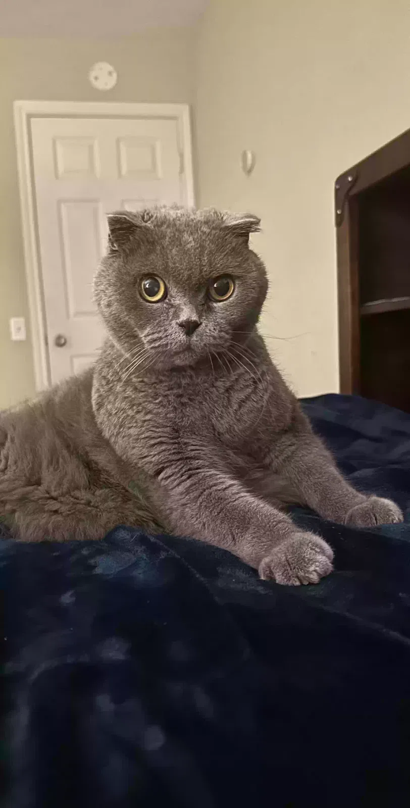 Lost cat in Houston, TX, 77043