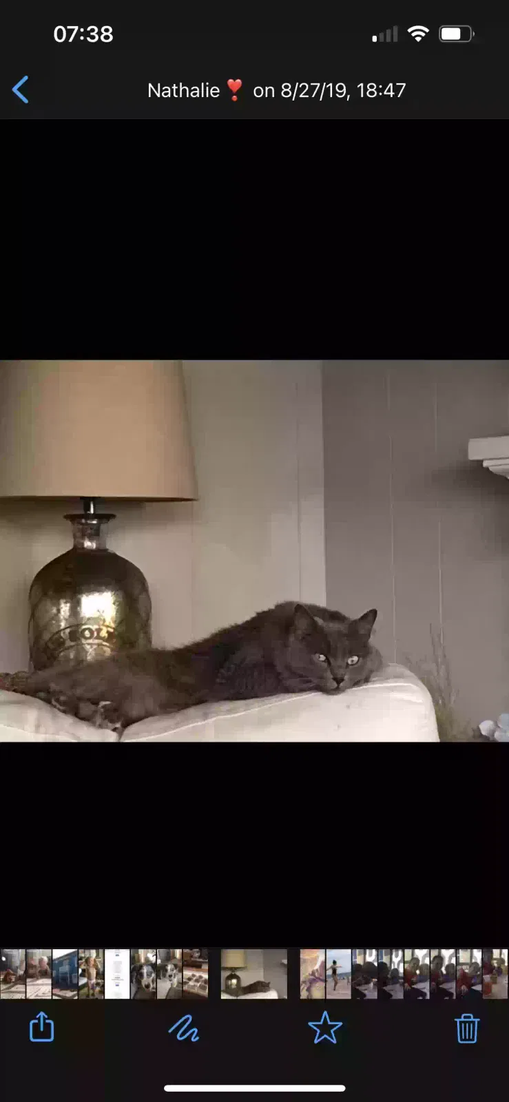 Lost cat in Manhattan Beach, CA, 90266