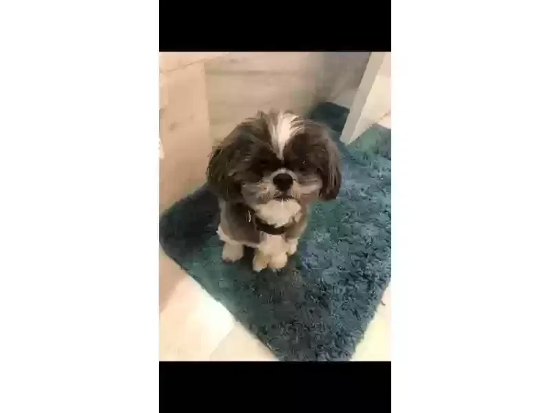 Lost dog in New Orleans, LA, 70116
