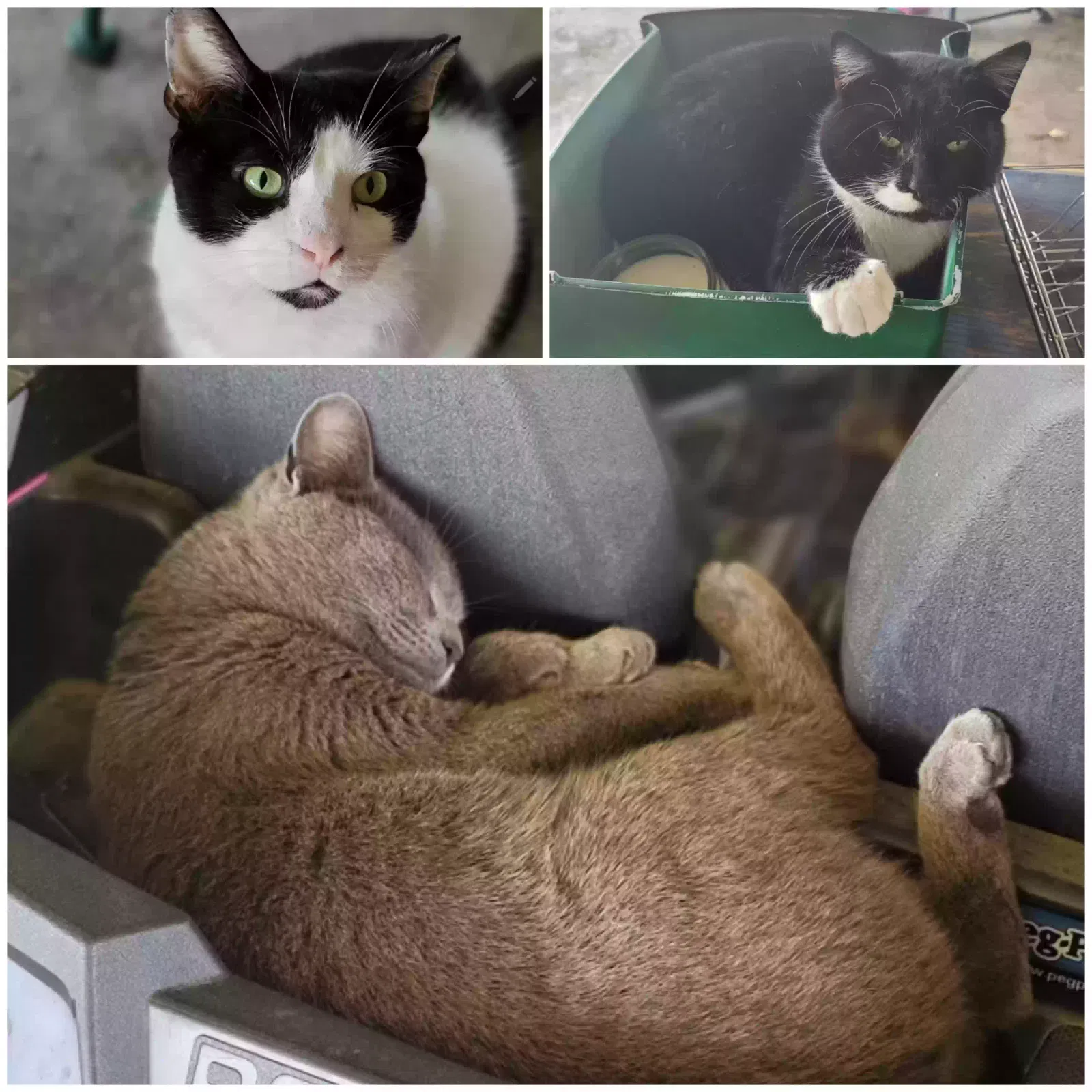 Lost cat in Liberty, TX, 77575