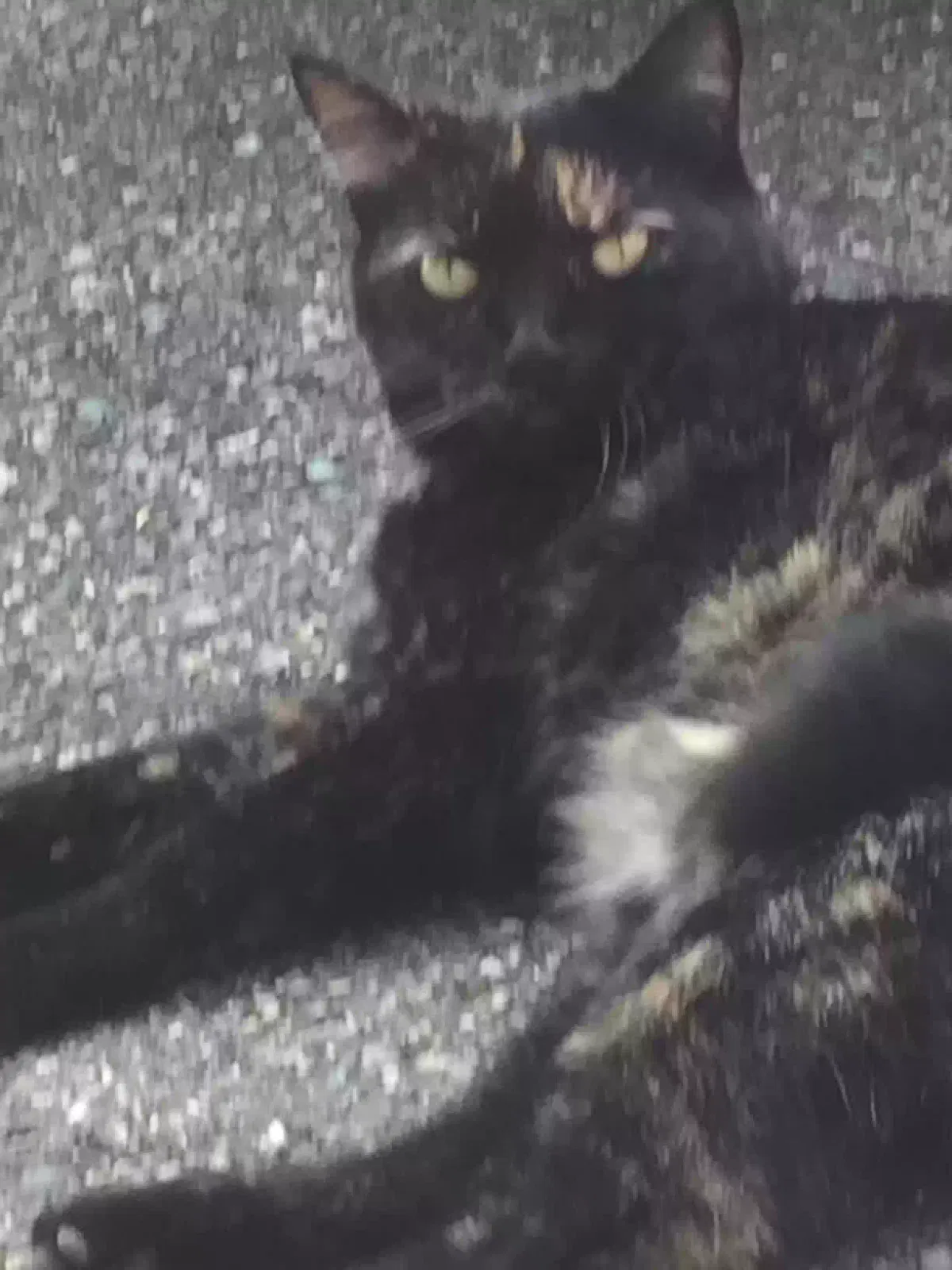 Lost cat in Everett, WA, 98203