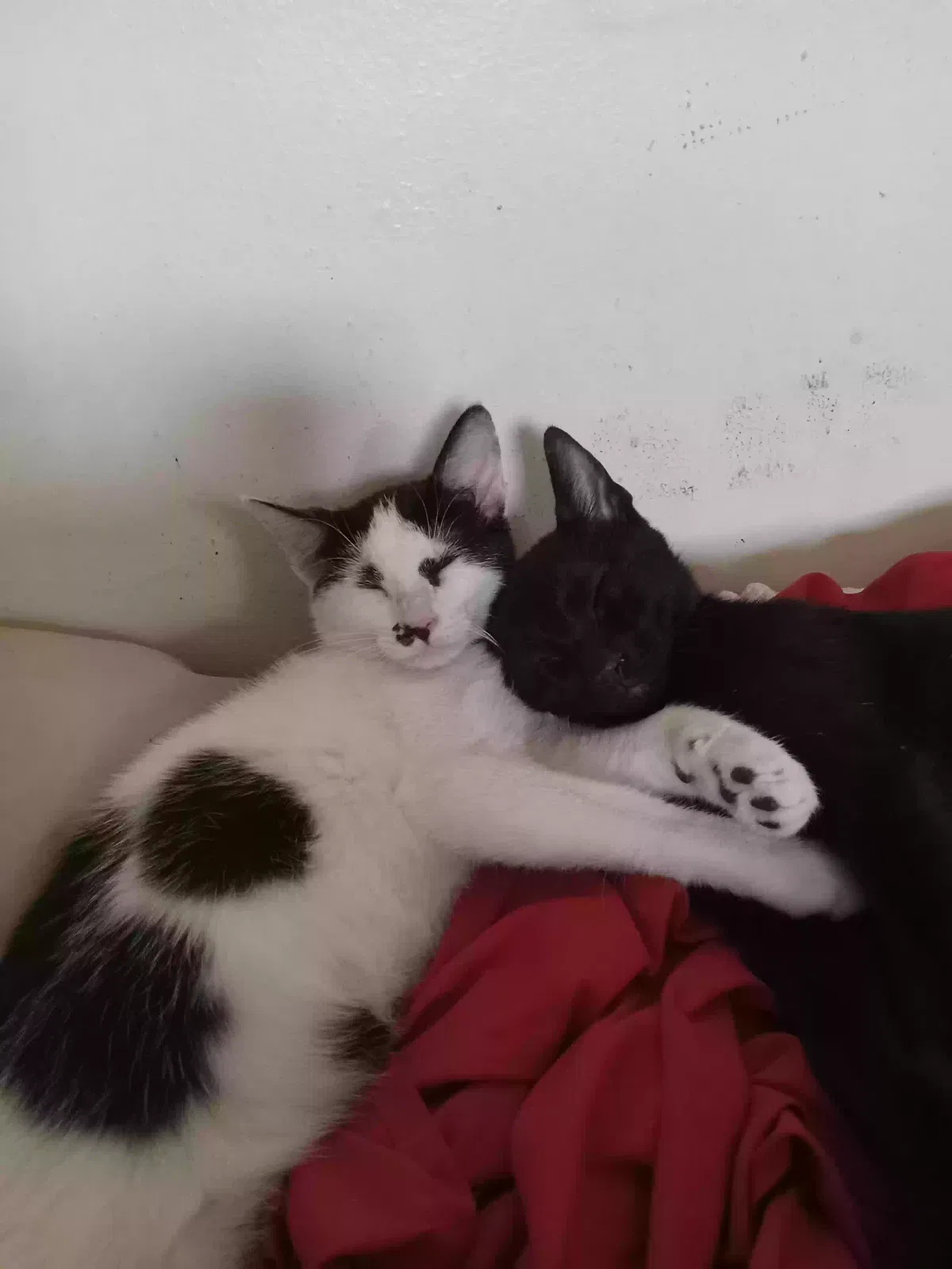 Lost cat in Jerseyville, IL, 62052