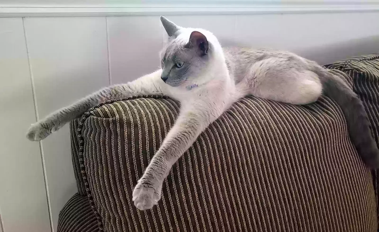 Found cat in Deatsville, AL, 36022
