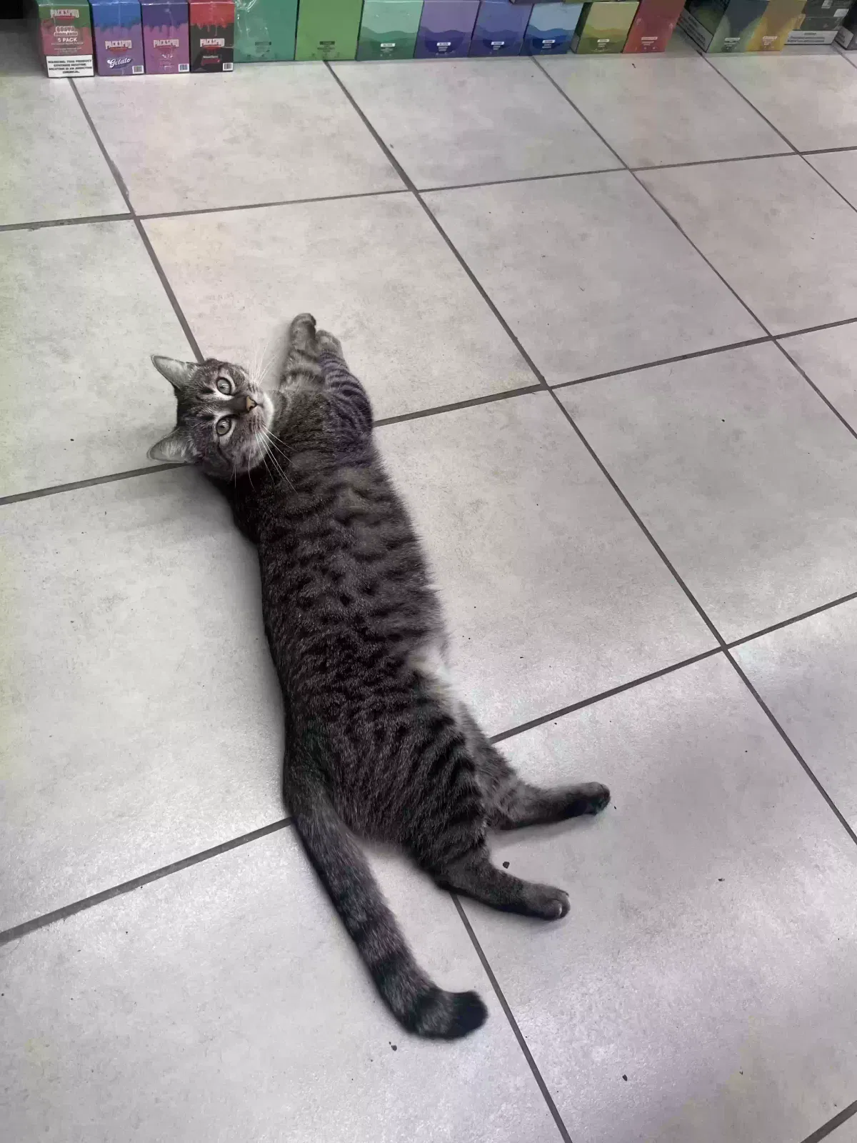 Lost cat in Asheboro, NC, 27203