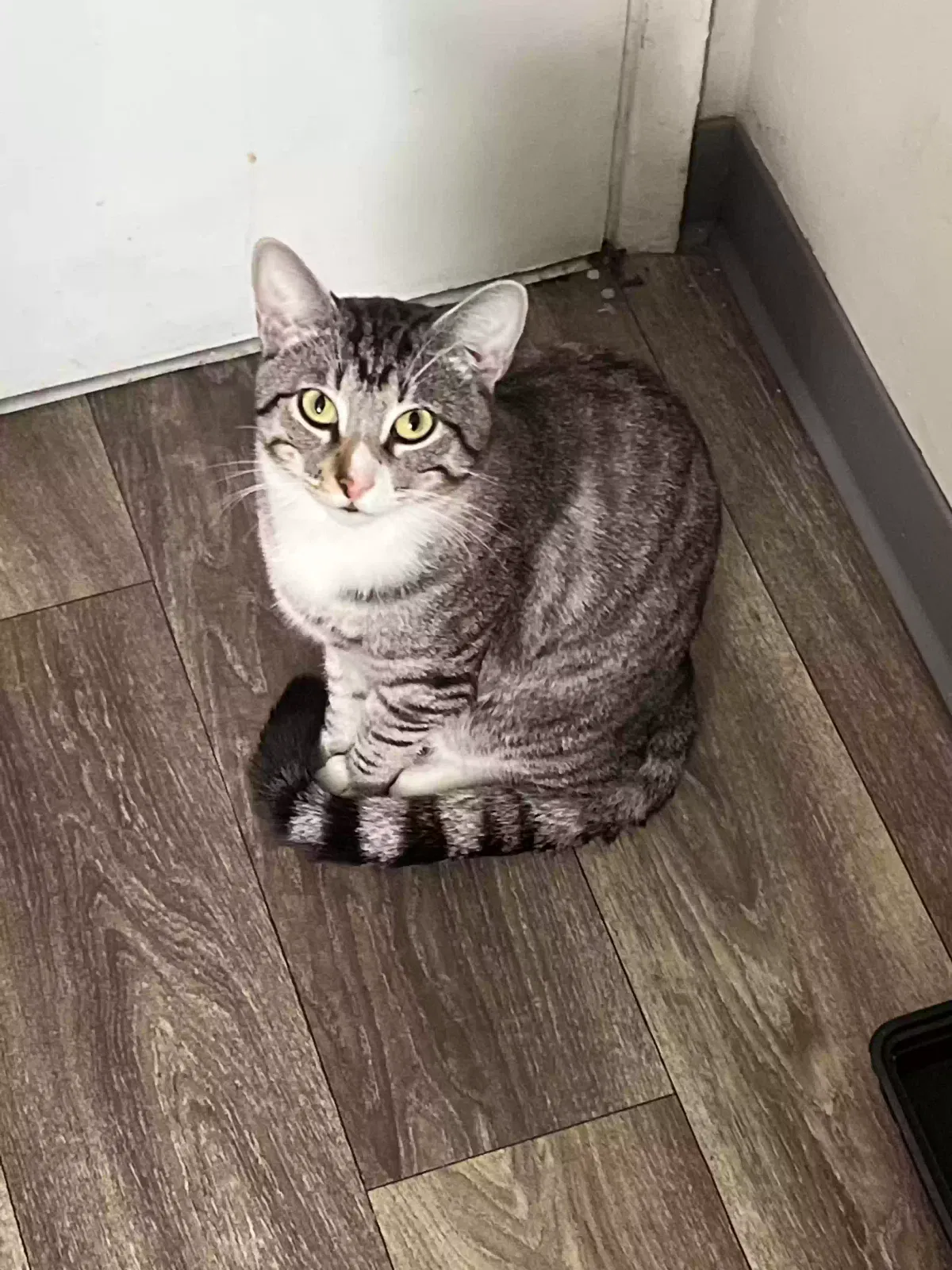Lost cat in Torrance, CA, 90504