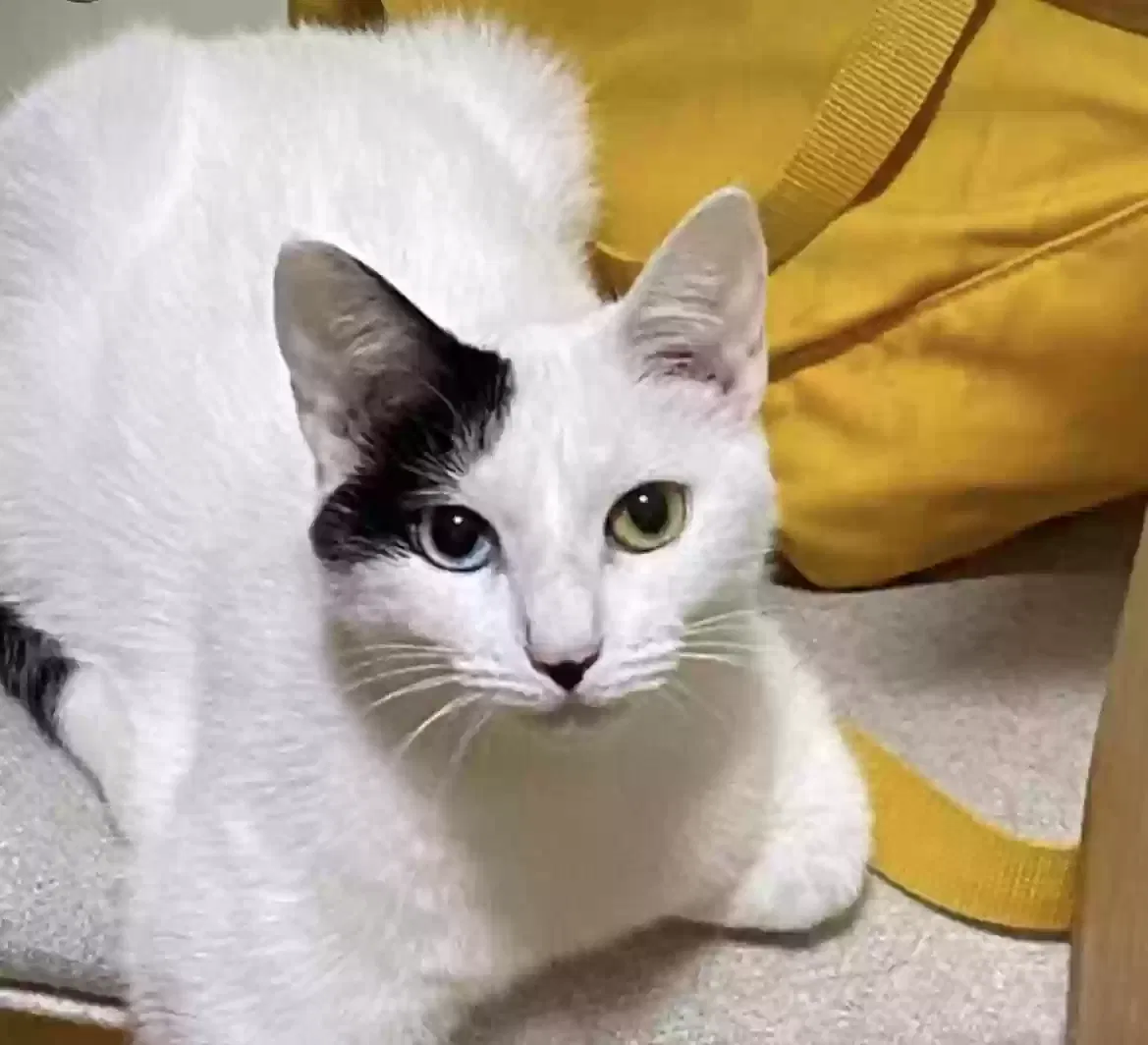 Lost cat in Flushing, NY, 11354