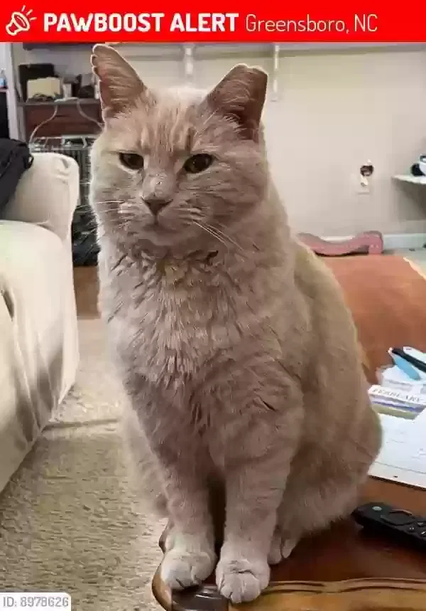 Lost cat in Greensboro, NC, 27455