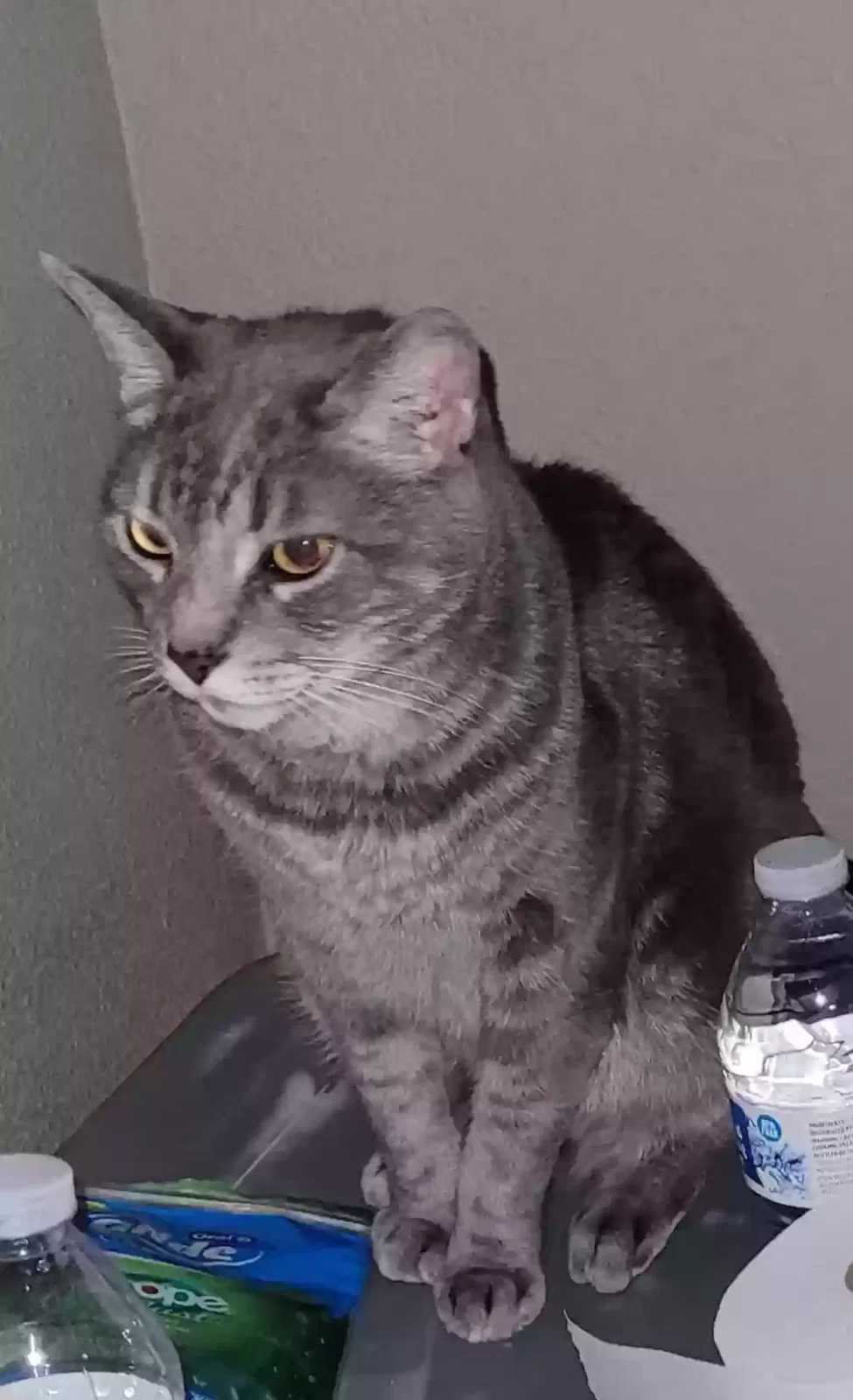 Lost cat in Visalia, CA, 93277